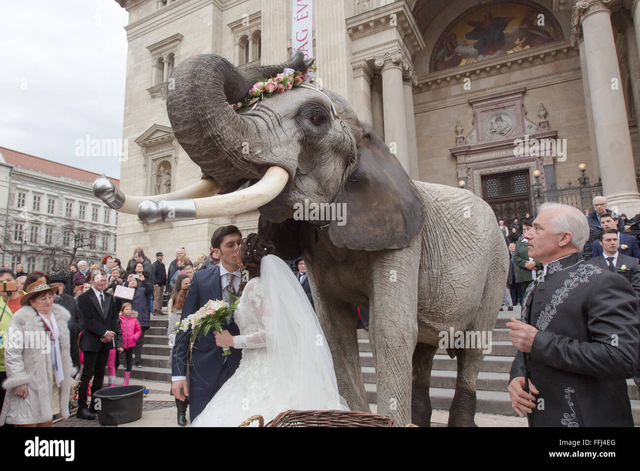 Budapest, Hungary. 14th Feb, 2016. The groom, Hungarian National Circus manager Jozsef Richer Jr., and his bride, German circus artist Merrylu Casselly, kiss each other under an African elephant after their wedding ceremony on Valentine's Day in Budapest, Hungary, Feb. 14, 2016. Both of them were born into circus families. Jozsef Richer Jr. won the Golden Pierrot award of the 10th Budapest International Circus Festival in 2014, and the bride's Casselly Family won gold clown at the 36th Monte Carlo Circus Festival in 2012. Credit:  Attila Volgyi/Xinhua/Alamy Live News Stock Photo