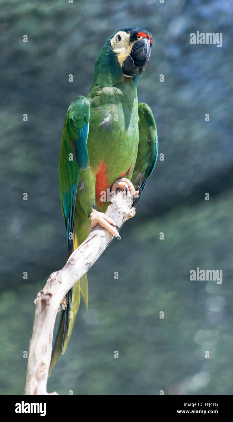 Great green macaw bird Stock Photo
