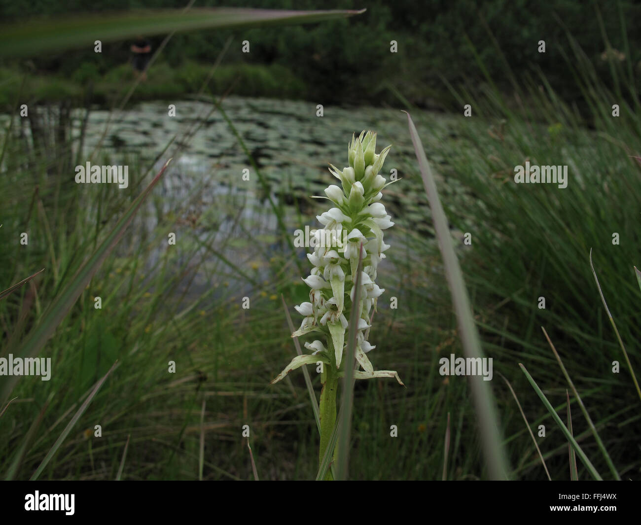 Satyrium trinerve growing wild  in damp ground Stock Photo