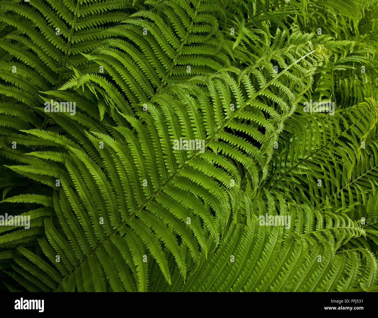 Fern Fronds Closeup In Lancaster County, Pennsylvania, Pa , Usa 