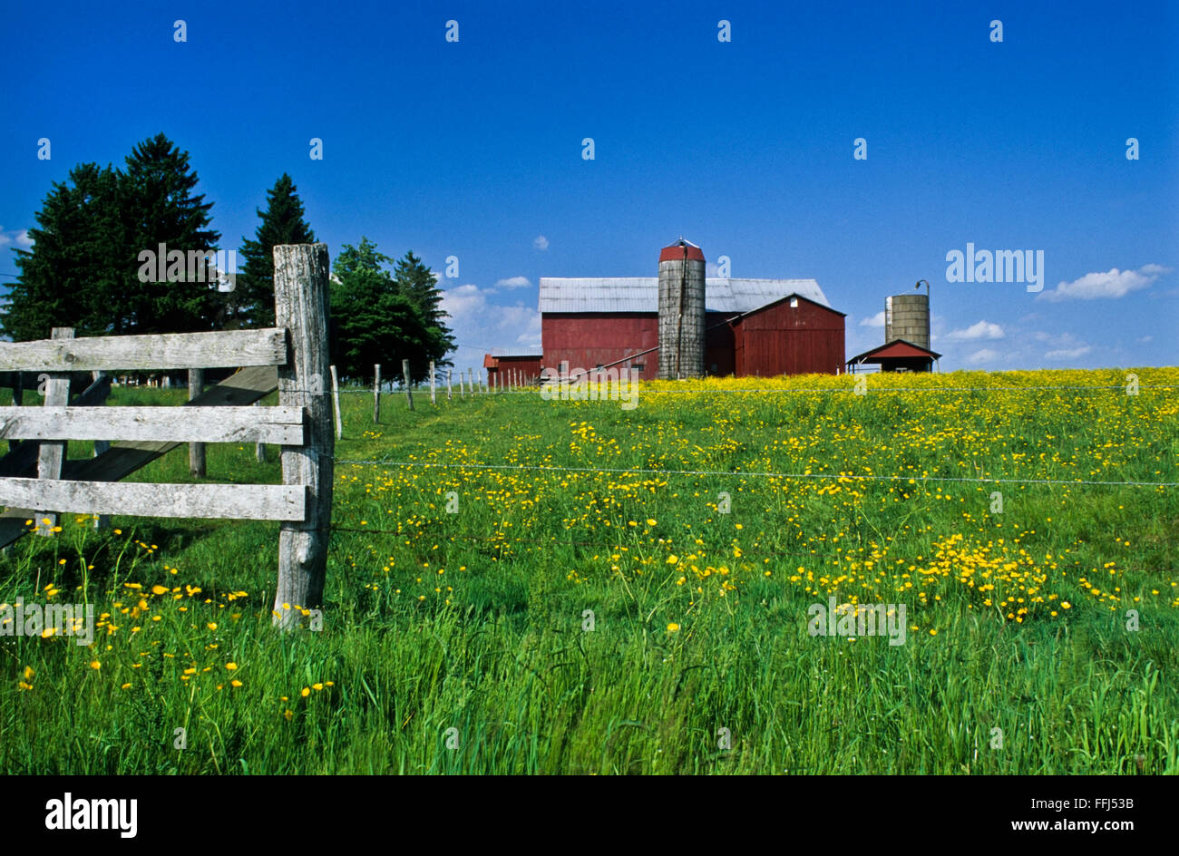 Red barn on a farm scene among yellow wildflowers in a meadow flowers and blue sky, Ohio, USA, US, Amish farm country meadows wild flowers Stock Photo