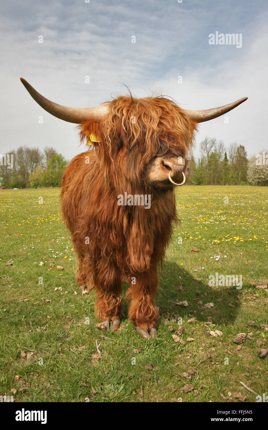 Cow standing on a meadow Stock Photo - Alamy