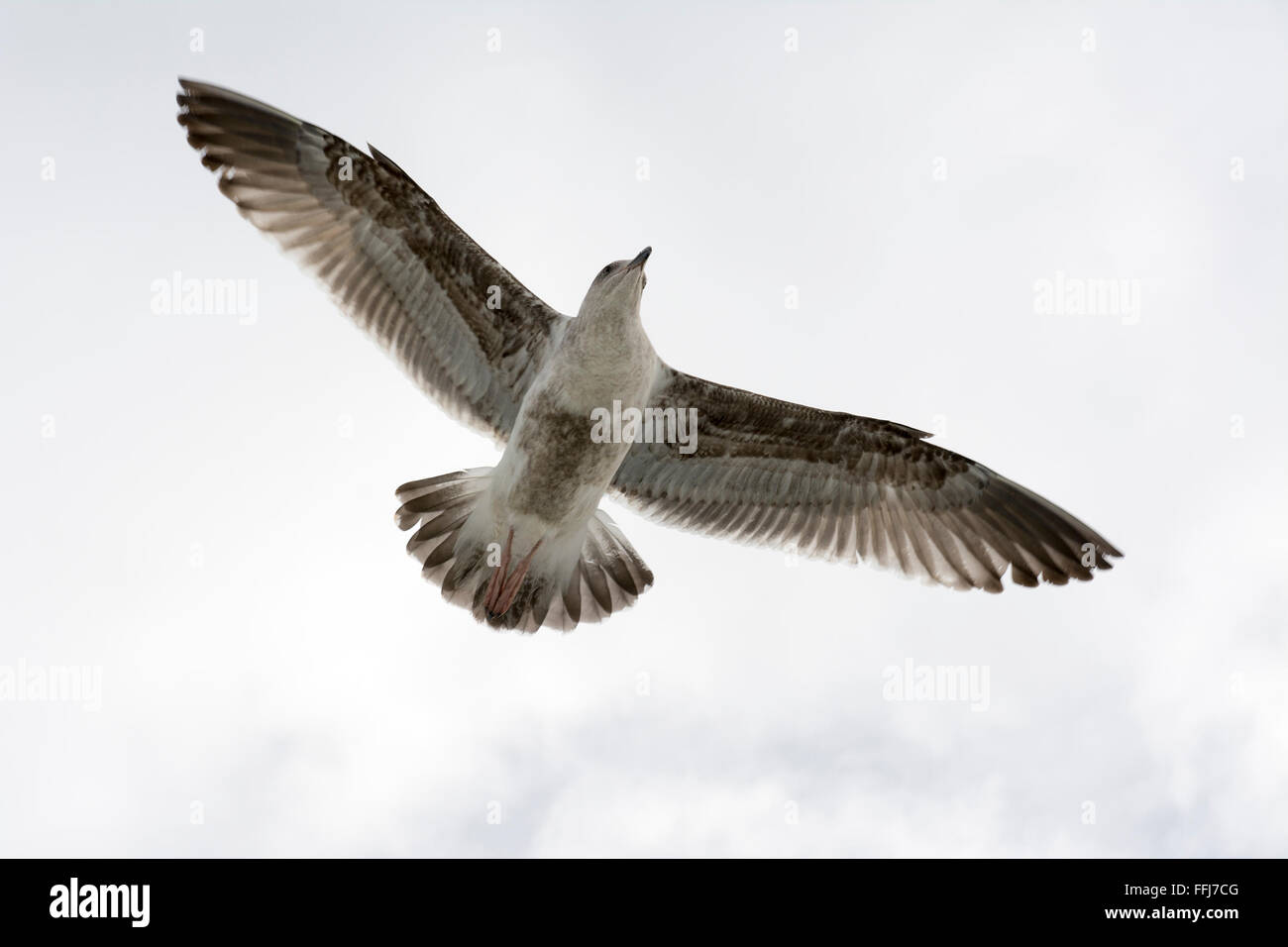 A seagull spreads its wings as it glides effortlessly through a white sky Stock Photo