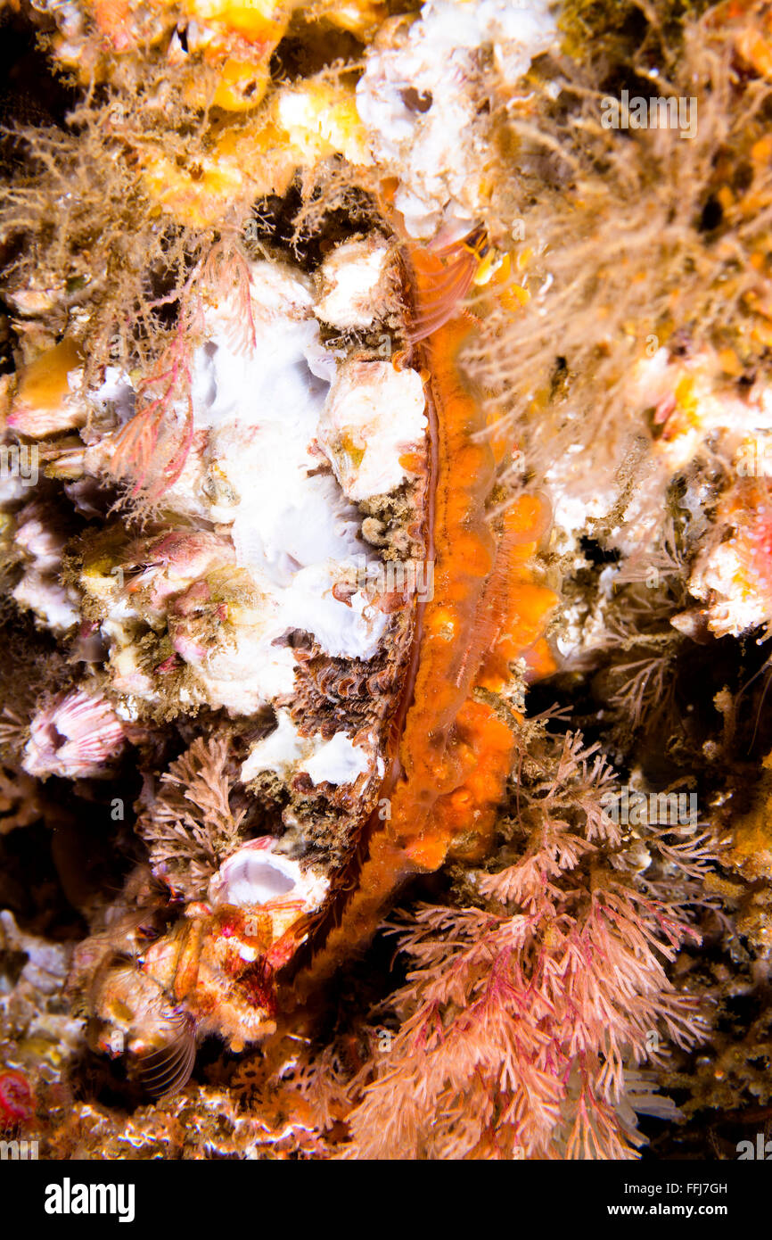 Scallop underwater hires stock photography and images Alamy