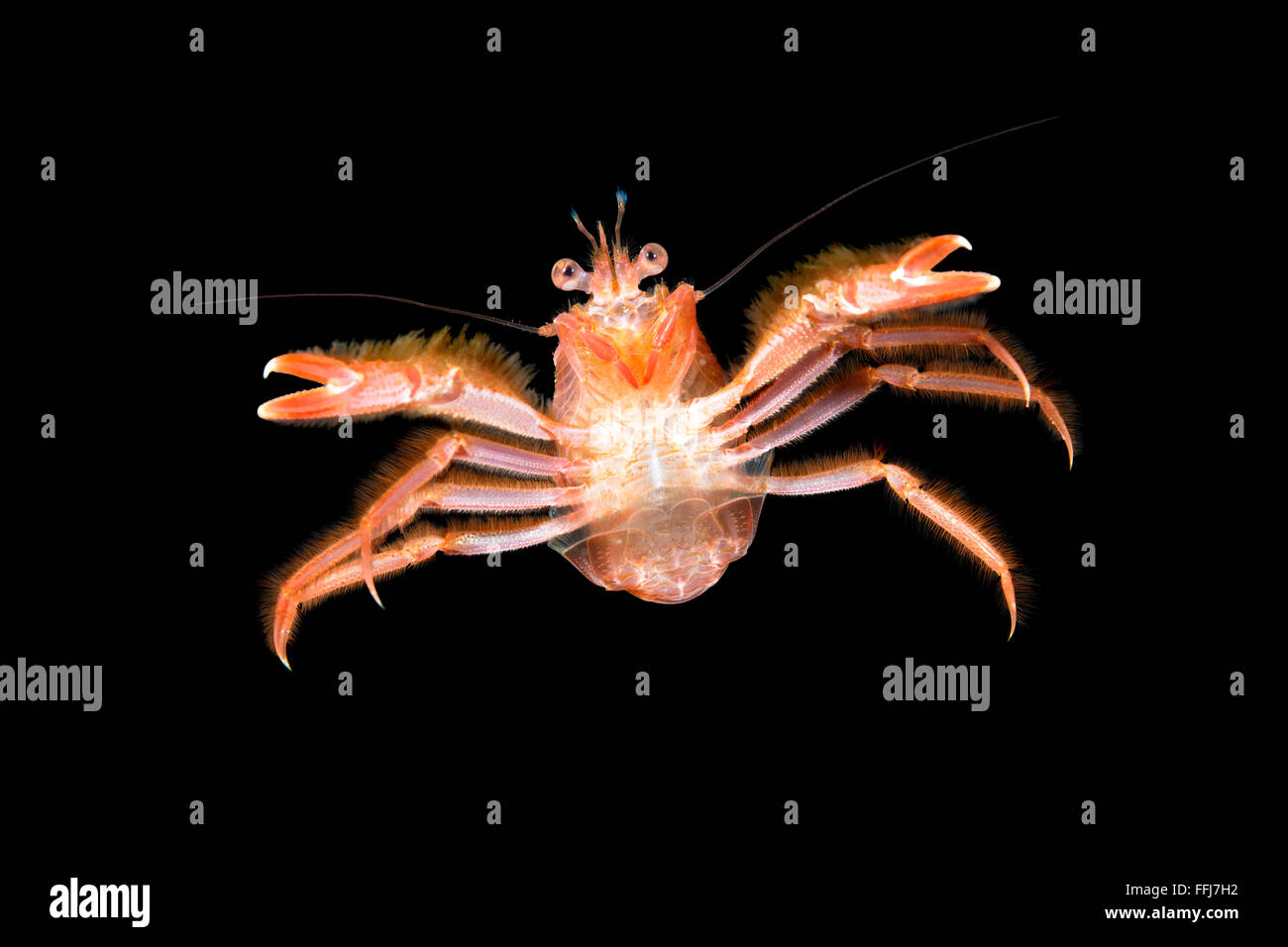 Red pelagic tuna crab hires stock photography and images Alamy