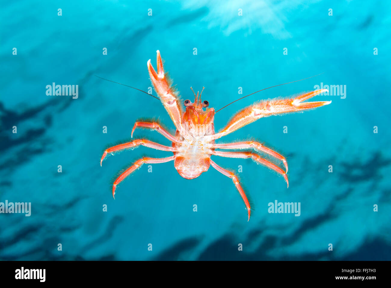 A small tuna crab brought to California by El Nino currents swims in