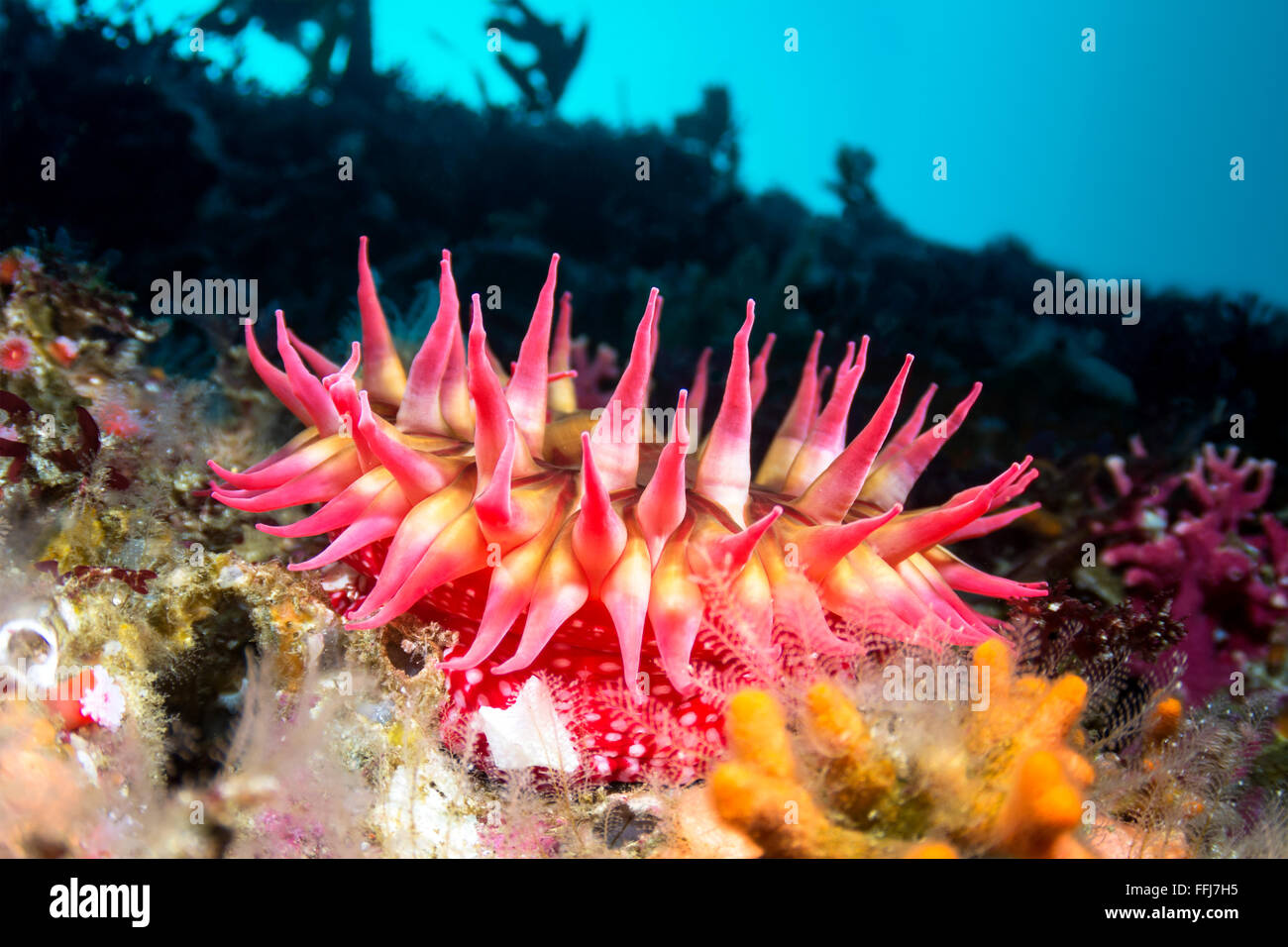 A red sea anemone attached to a reef has its tentacles extended to catch food as microscopic plankton drift by in the water Stock Photo