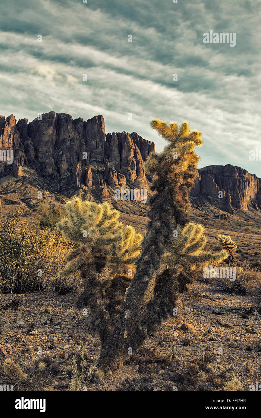 An image of the cholla cactus at Superstition desert in Arizona shows the rugged detail of a dry wilderness Stock Photo
