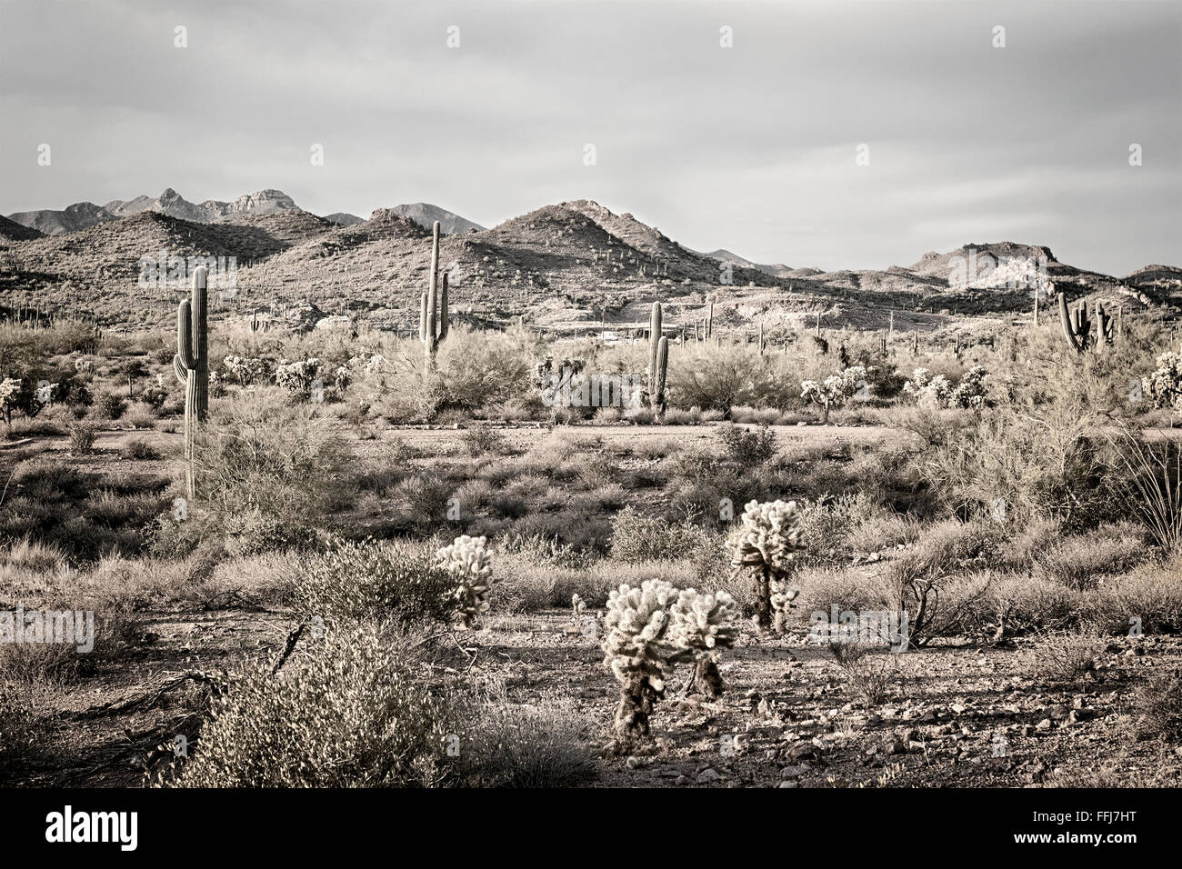 An image of the Superstition desert in Arizona shows the rugged detail of a dry wilderness with a saguaro cactus Stock Photo