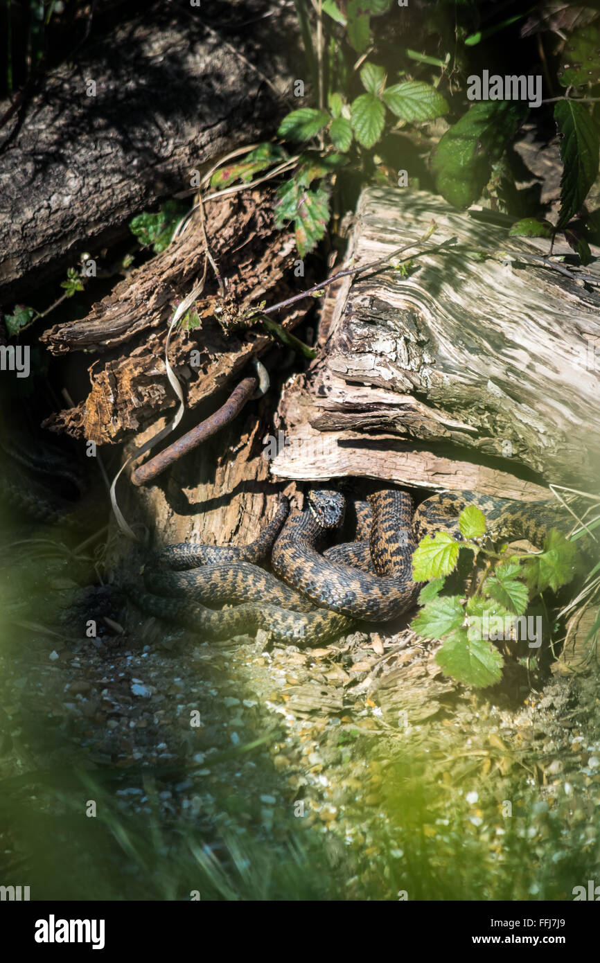 Common European Adder (Vipera berus) Stock Photo