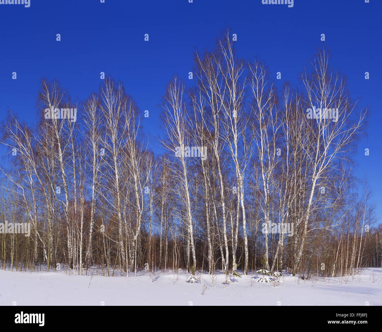 View of snowy birch forest in winter Stock Photo - Alamy