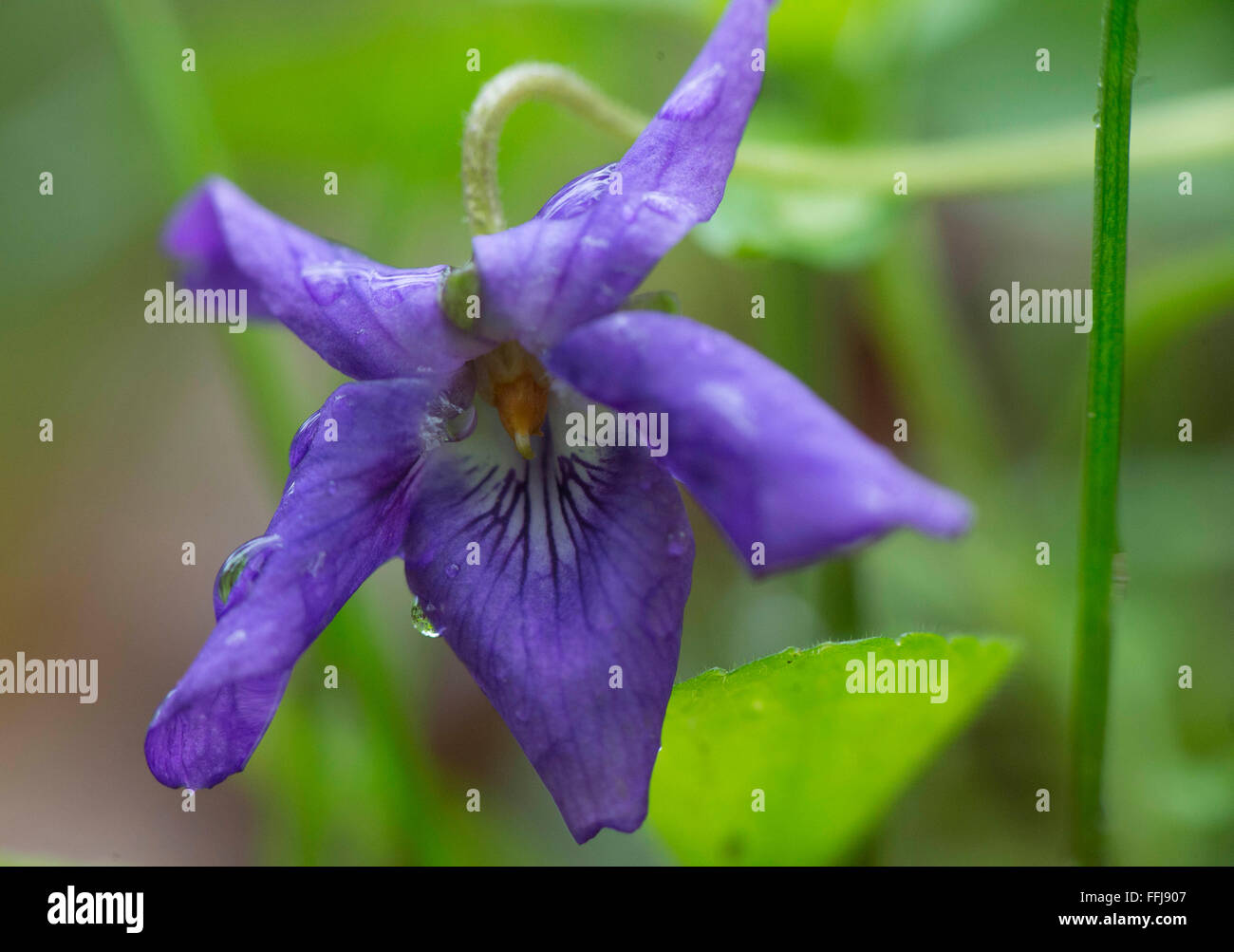 Elkton, Oregon, USA. 14th Feb, 2016. A violet blooms in a wooded area
