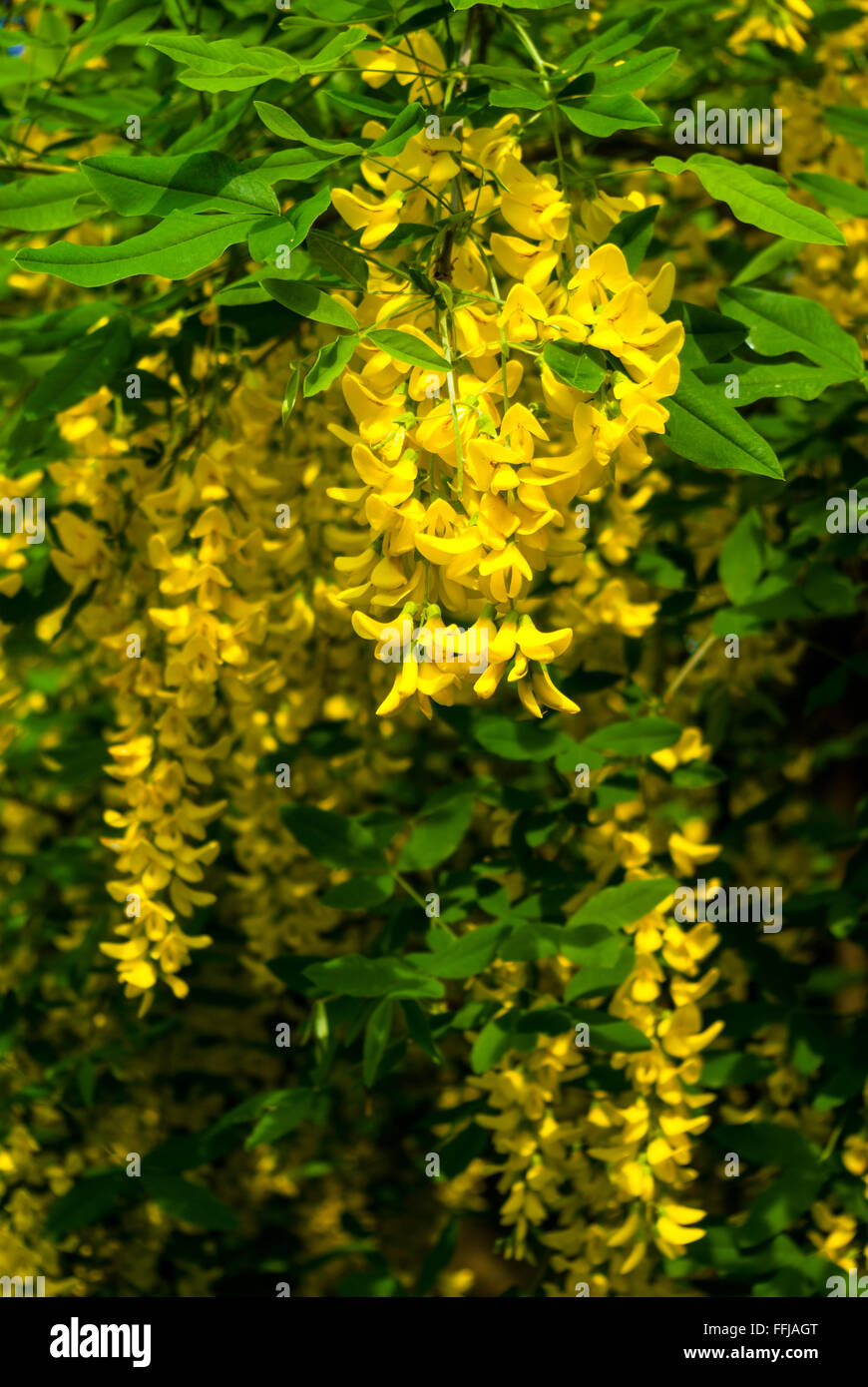 Beautiful yellow flowers of the Golden Rain Tree, Laburnum anagyroides Stock Photo
