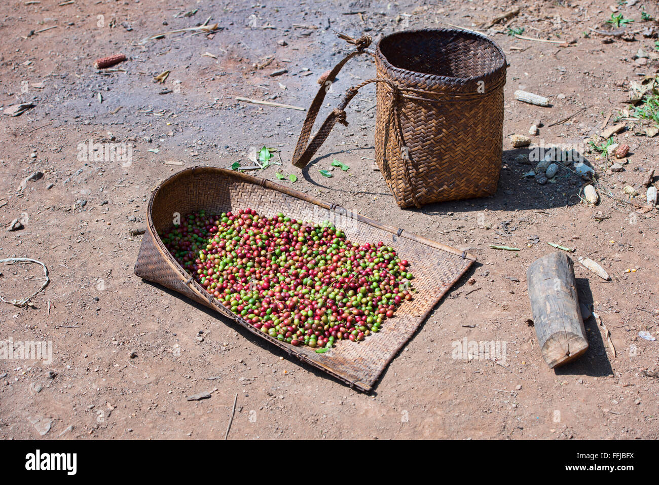 high altitude coffee beans, Chin State, Myanmar Stock Photo Alamy