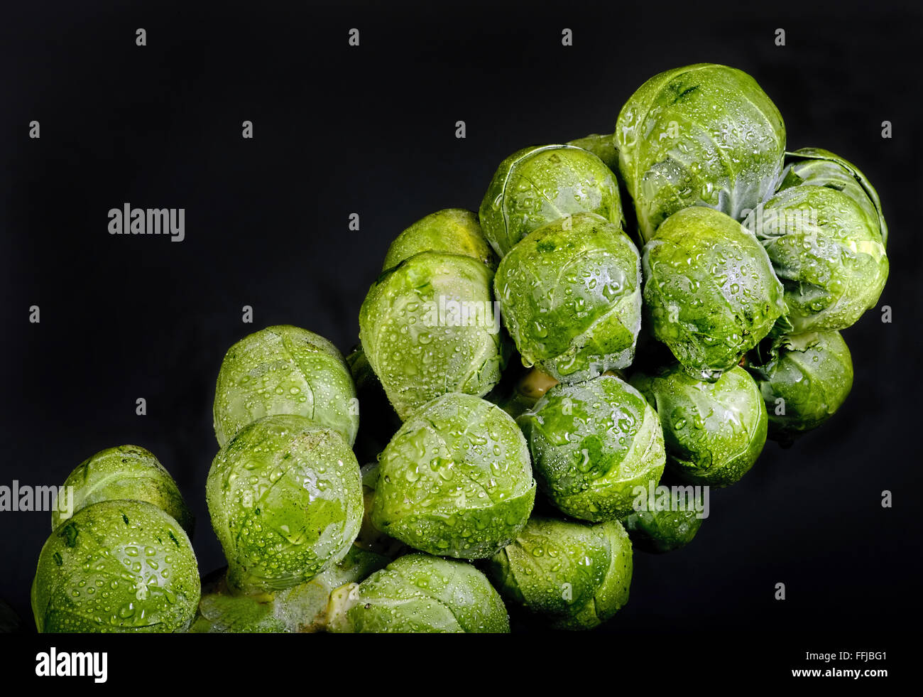 Fresh organic brussel sprout stalk with room for your type. Stock Photo