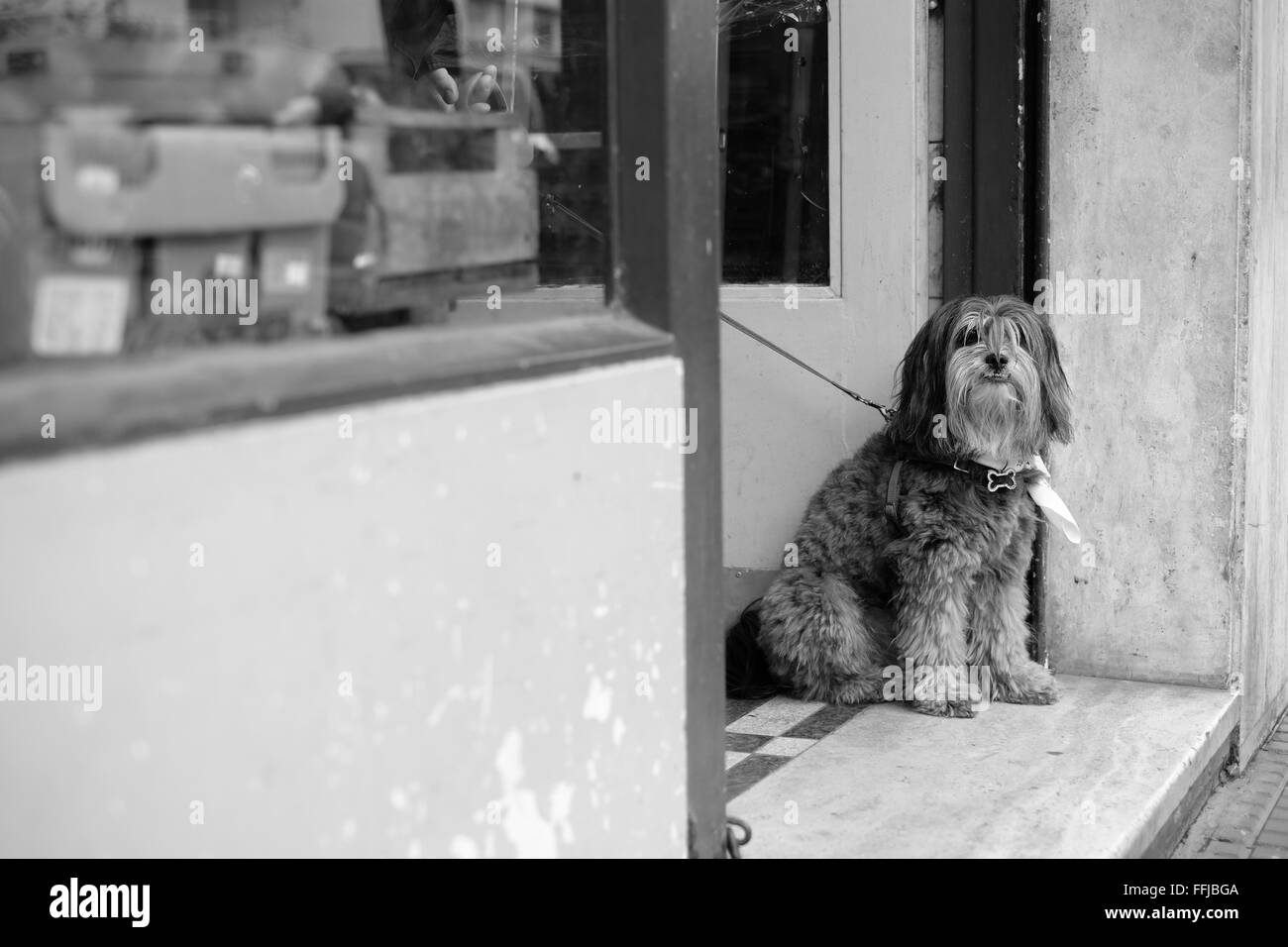 argentina football shirt