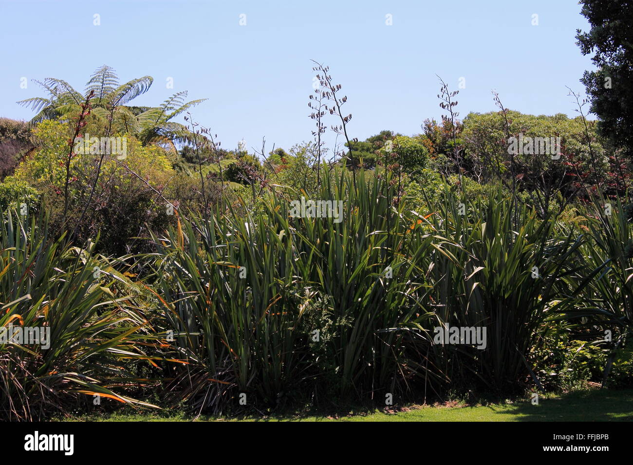 New Zealand Flax in Flower Stock Photo Alamy