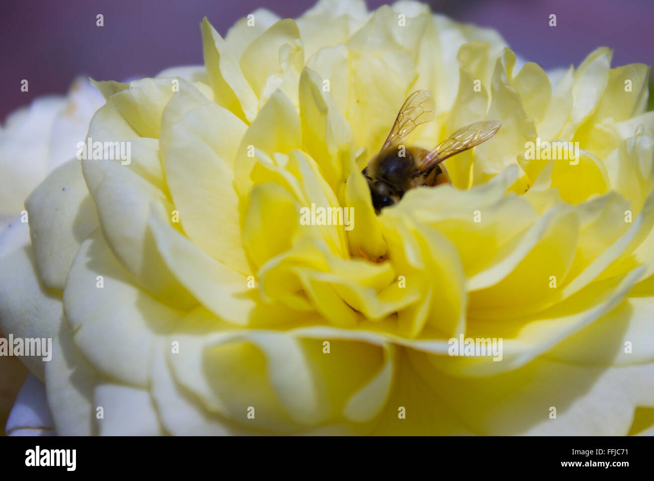 Bee in yellow rose Stock Photo