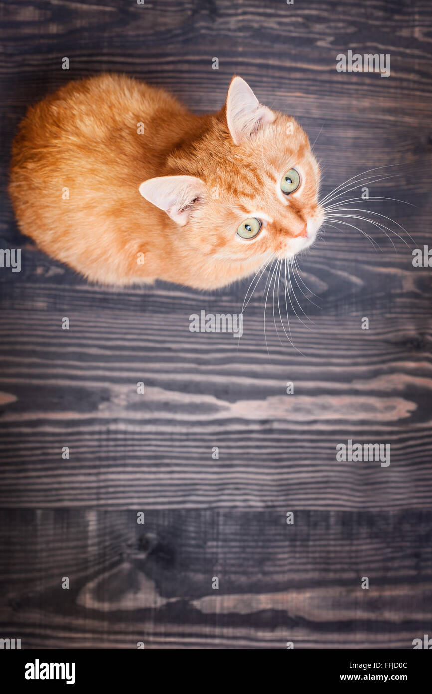 Cat sitting on the wooden floor looking up Stock Photo - Alamy