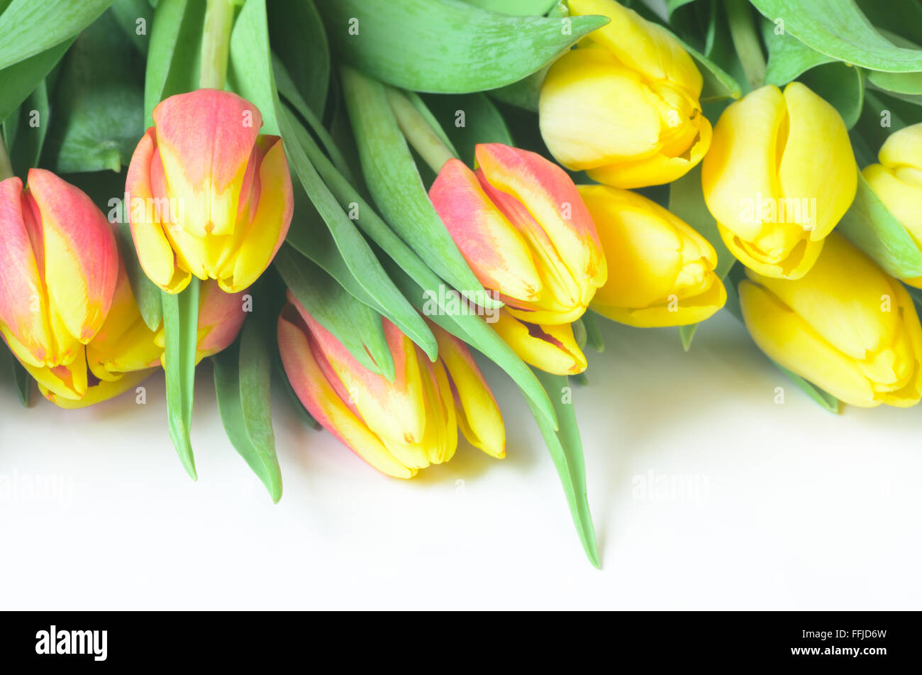 spring tulips on white background Stock Photo - Alamy