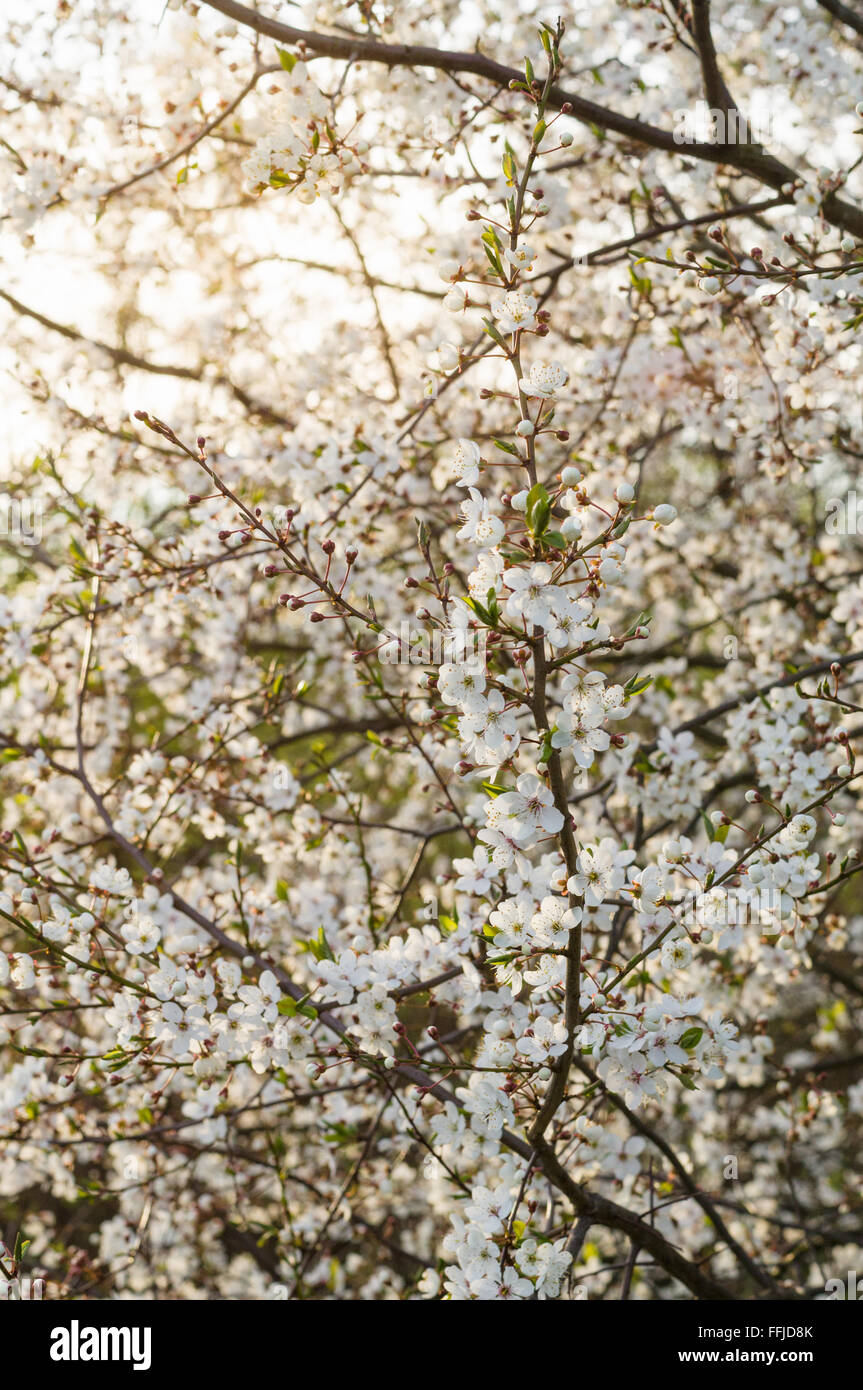 Blossom cherry tree background with sun flare Stock Photo