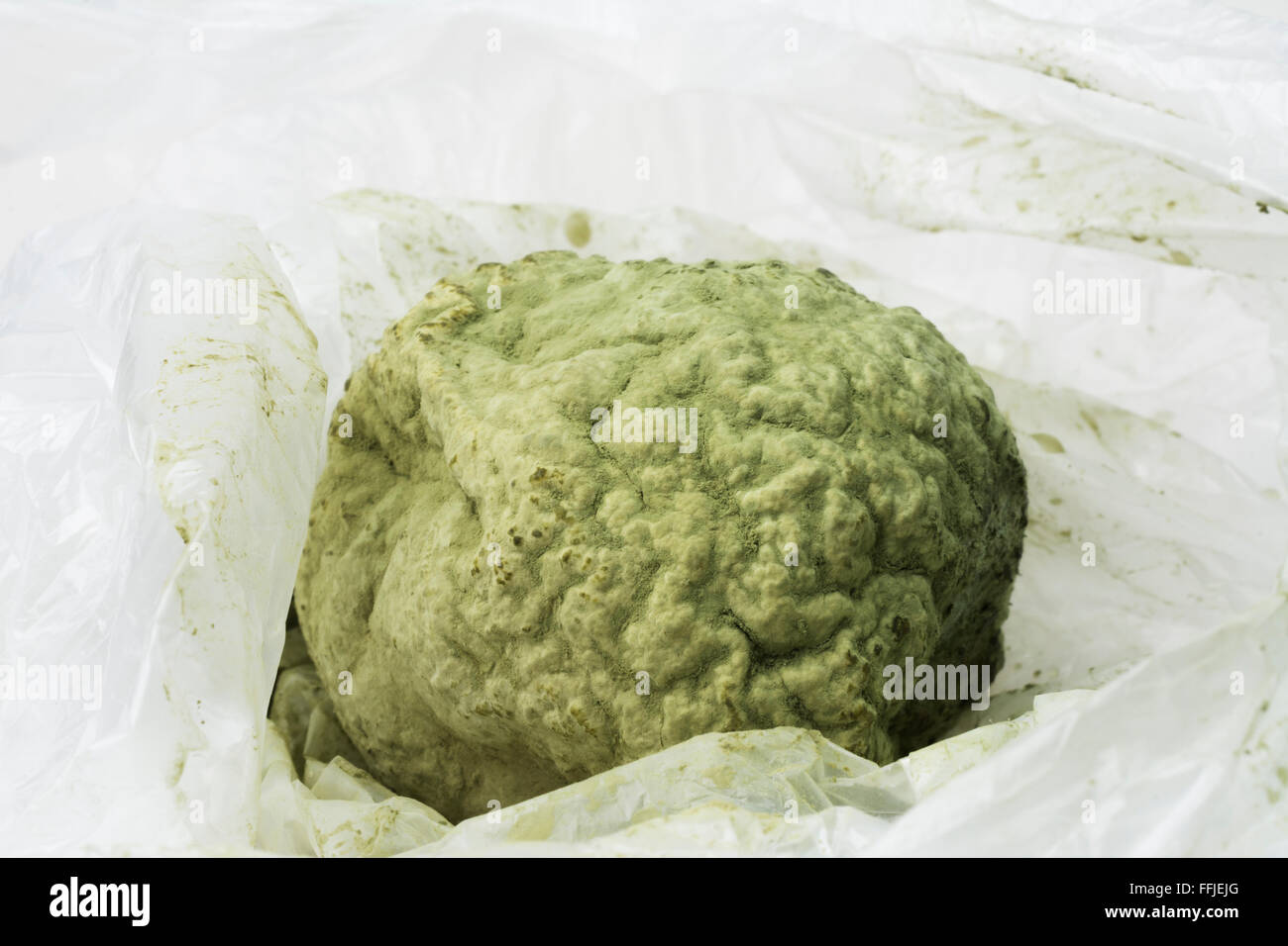 Green mold covered Tangerine fruit Stock Photo Alamy