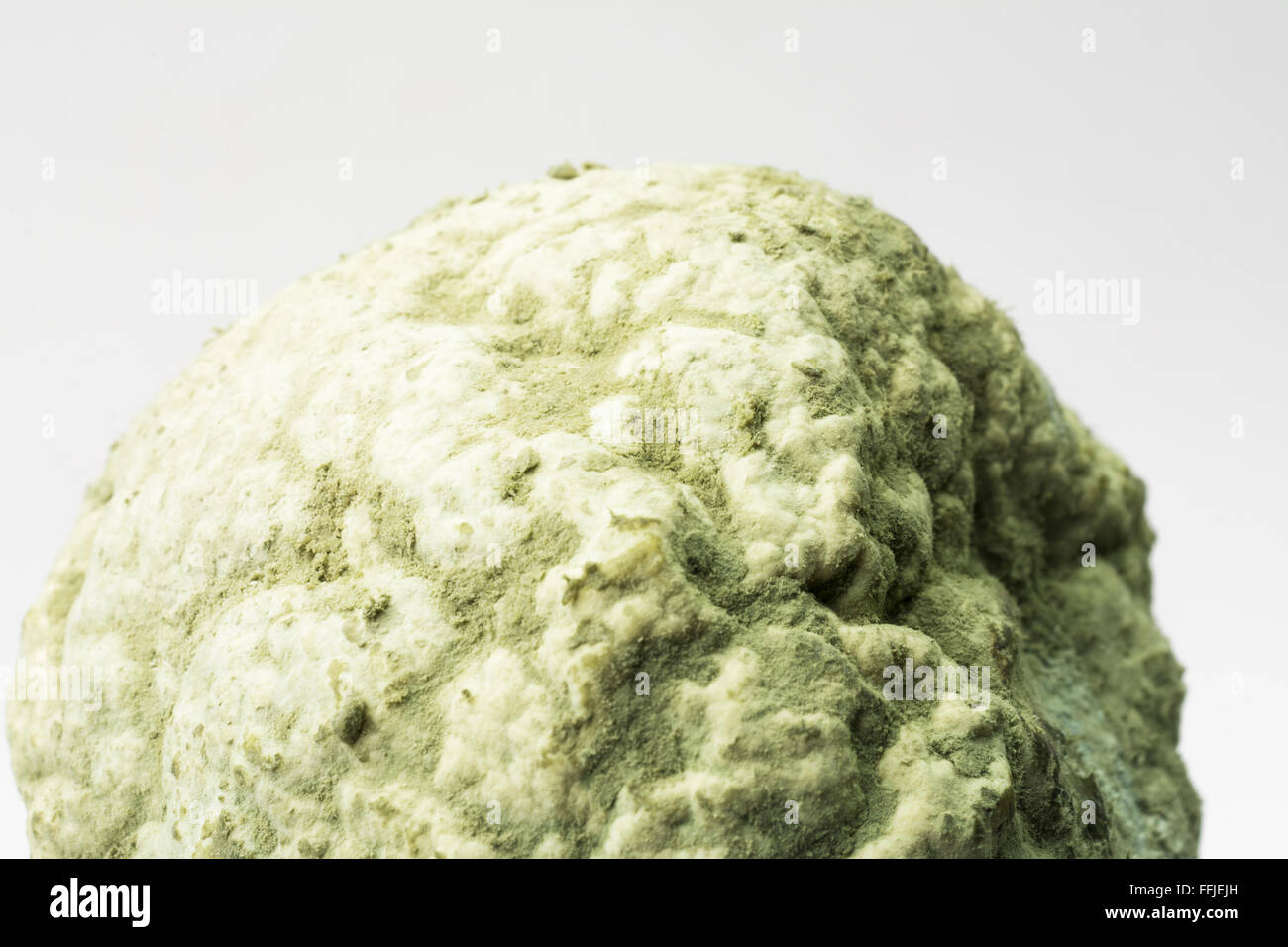 Green mold covered Tangerine fruit Stock Photo Alamy