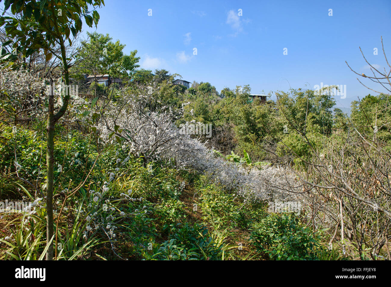 Plum blossoms in full bloom, Mindat, Chin State, Myanmar Stock Photo Alamy