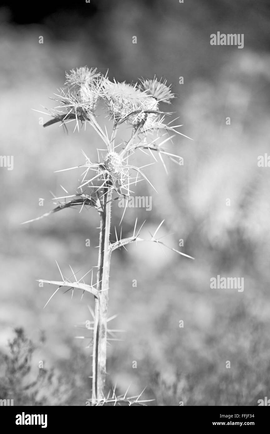 in the grass and abstract background white flower Stock Photo