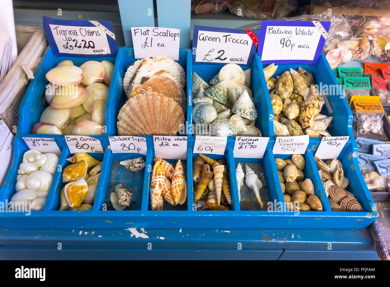 A display of small decorative sea shells for sale in Whitby North