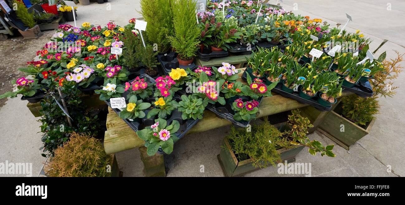 Bedding plants for sale on an outdoor display Cromford mill Derbyshire