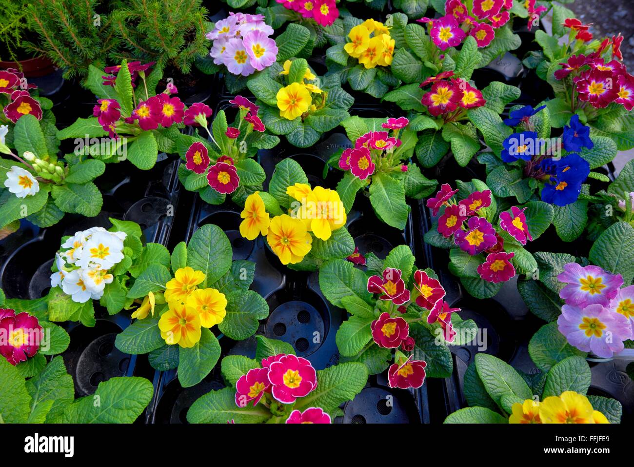 Bedding plants for sale on an outdoor display Cromford mill Derbyshire England UK Stock Photo