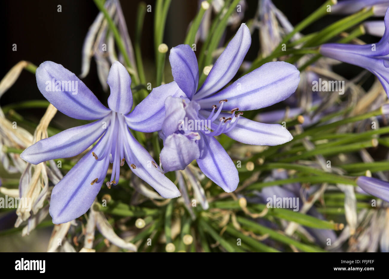 Flowers of Agapanthus, the name of this genus of flowering plants comes from the greek and means love flower. Some species of Ag Stock Photo