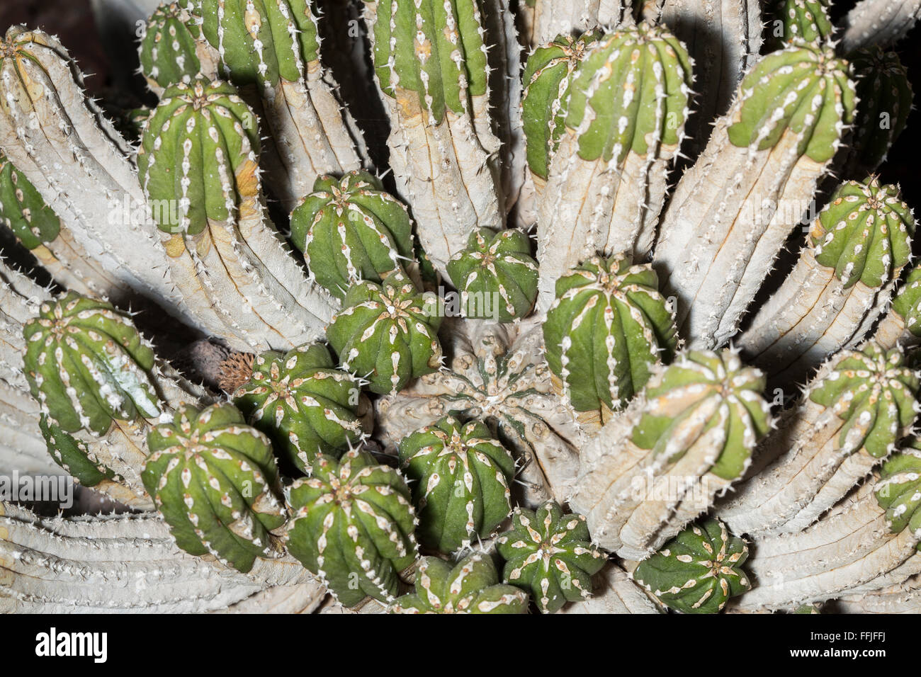 Details of a Euphorbia officinarum succulent plant. This african cactus can grow up to 1.5 m and even in good soil conditions an Stock Photo