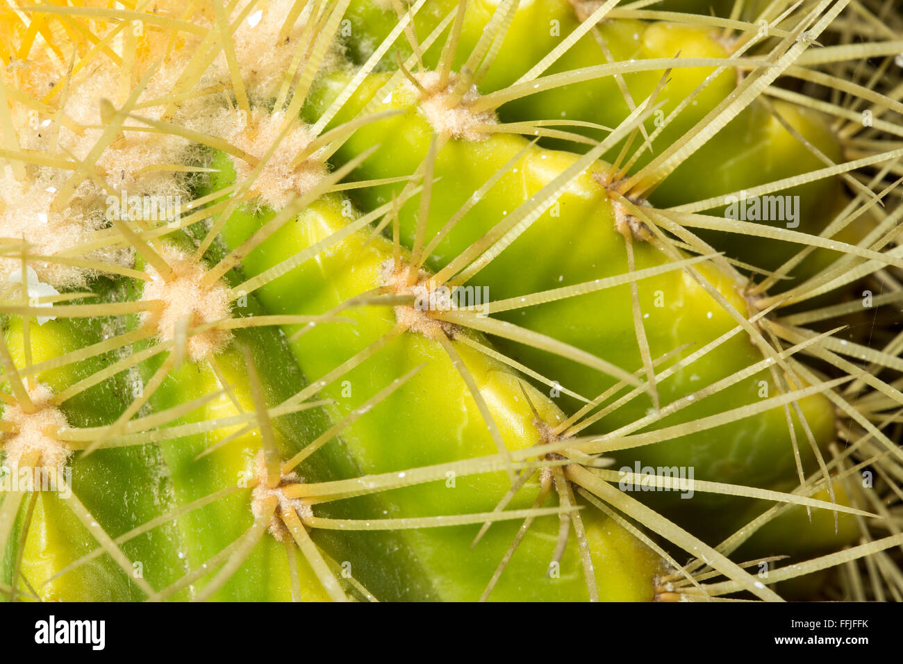 Macro details of a Echinocactus grusonii cactus from Mexico. The sharp spines are long, straight or slightly curved, and various Stock Photo