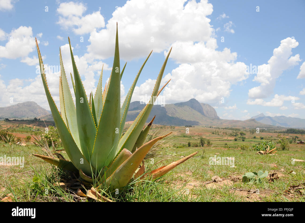 Wild Aloe growing on Southern Madagascan plains Stock Photo