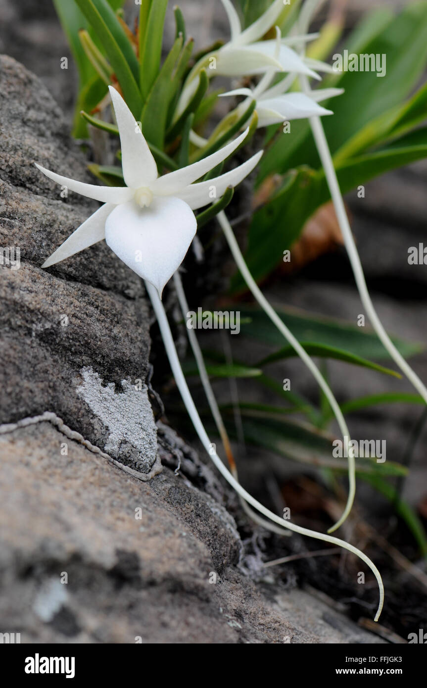 Angraecum rutenbergianum growing out of a fissure on a rock on Mount Ibity Stock Photo