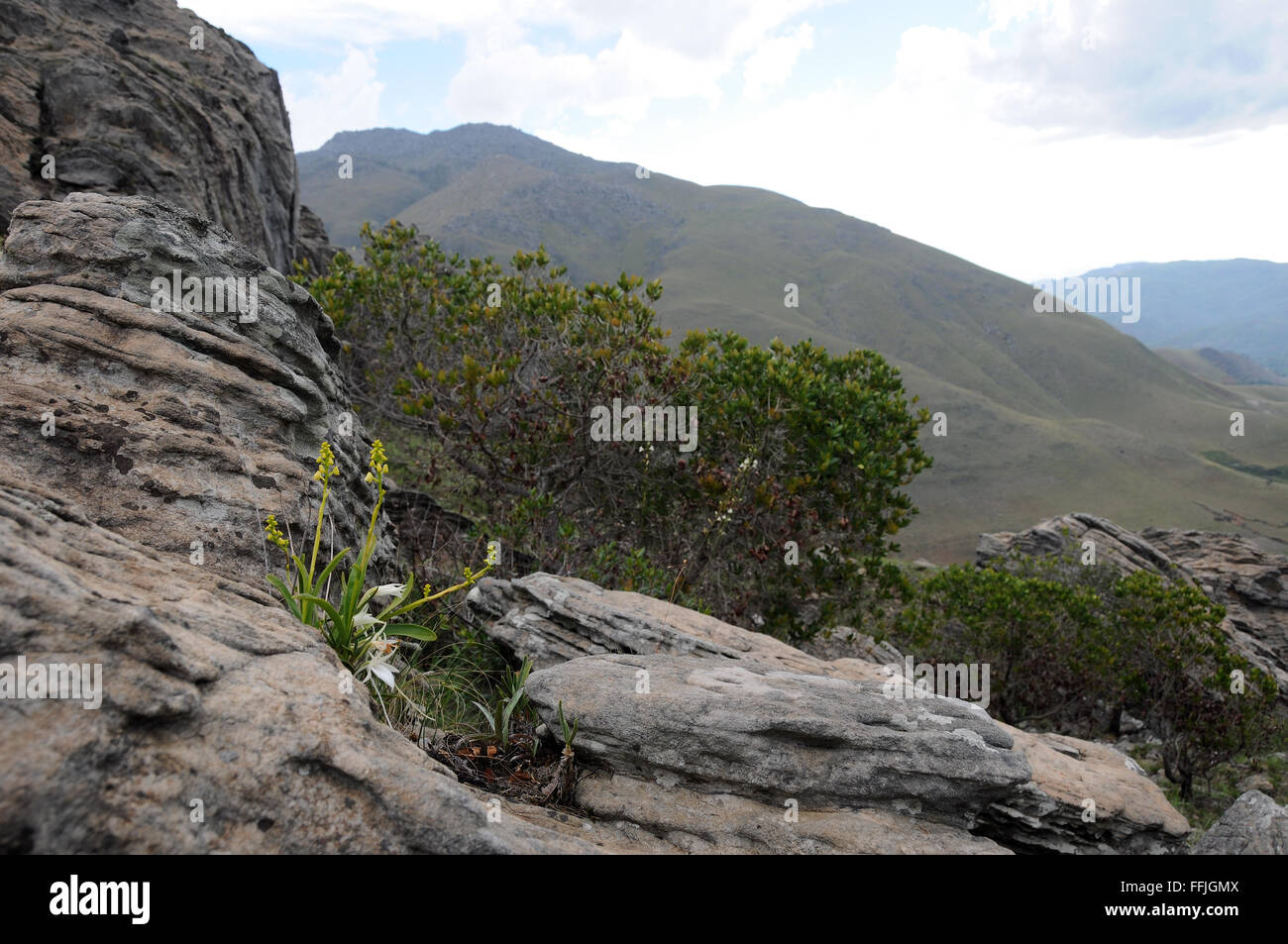 Two orchids growing out of a rock on Mount Ibity: yellow Polystachya henrici and white Angraecum rutenbergianum Stock Photo