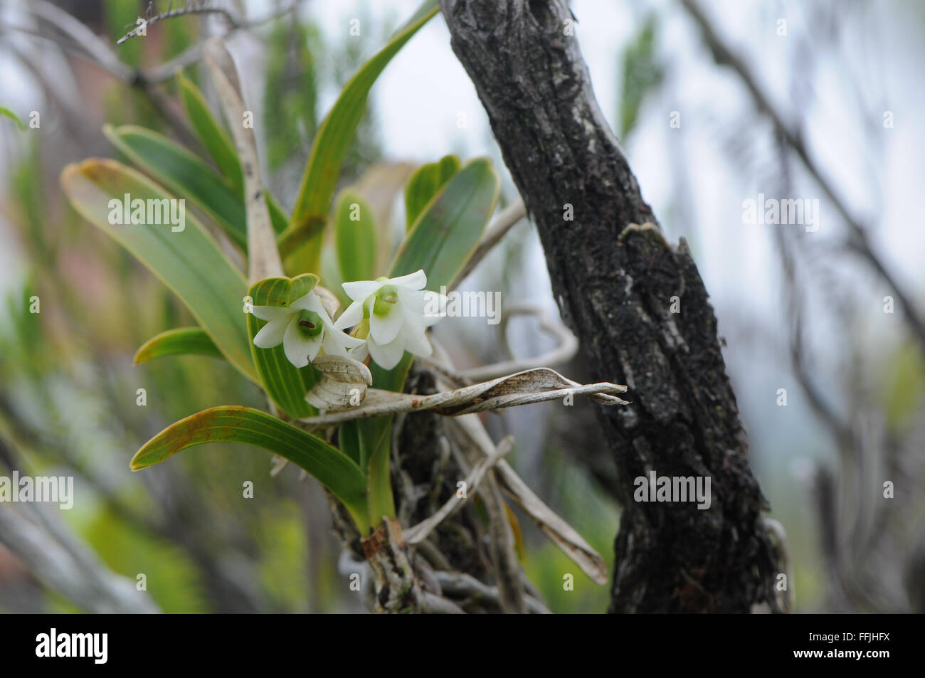 Angraecum striatum orchid growing on tree in Pandanus swamp Stock Photo