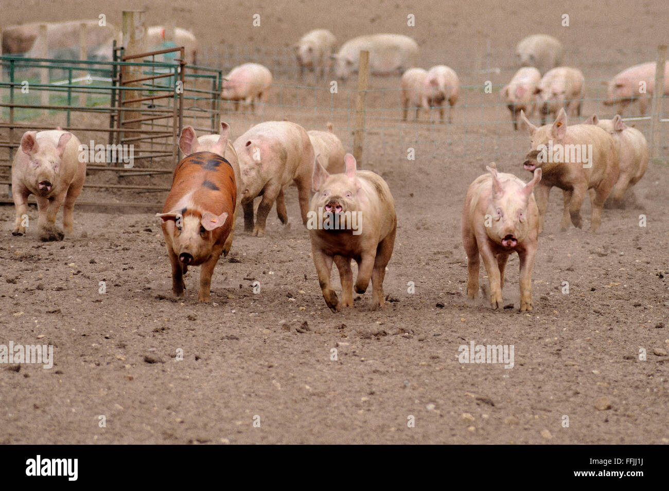 Domestic pigs, running, in pig enclosure on pig farm in Suffolk, April 2012 Stock Photo