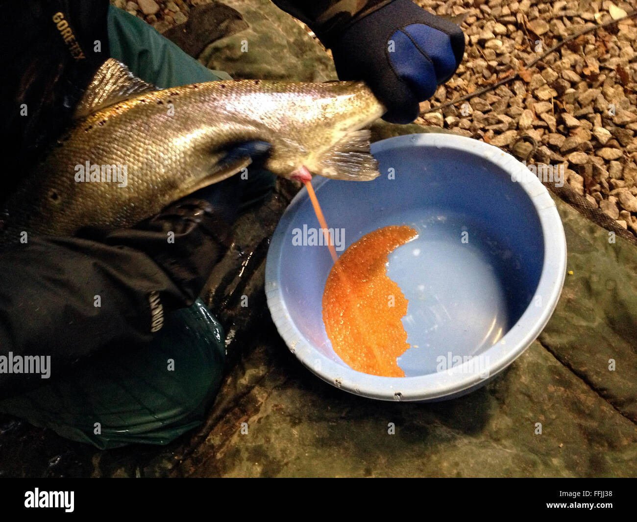 Salmon Hatchery Stock Photos & Salmon Hatchery Stock Images Alamy