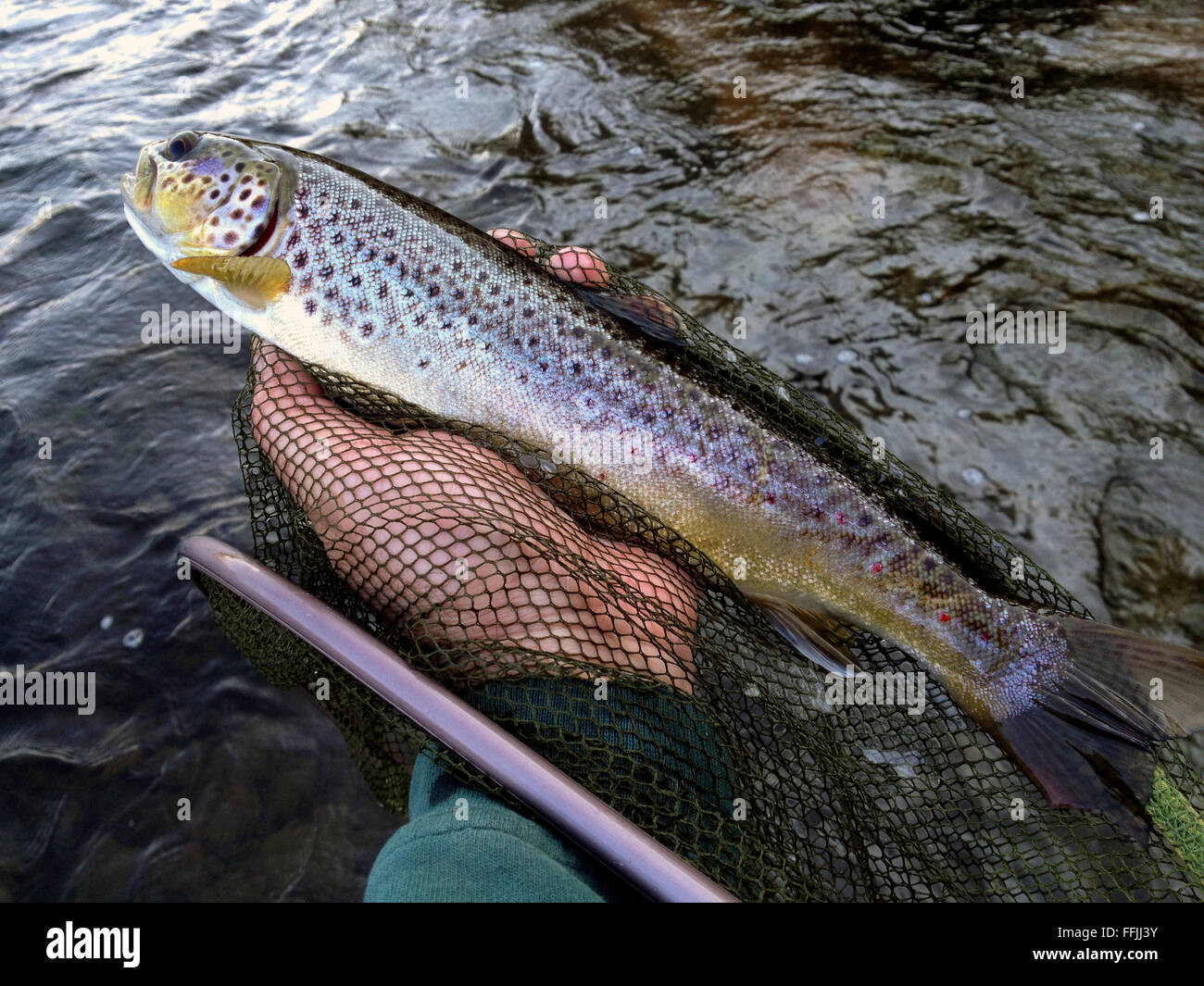 Wild brown trout caught from River Wye while fly fishing at The Warren
