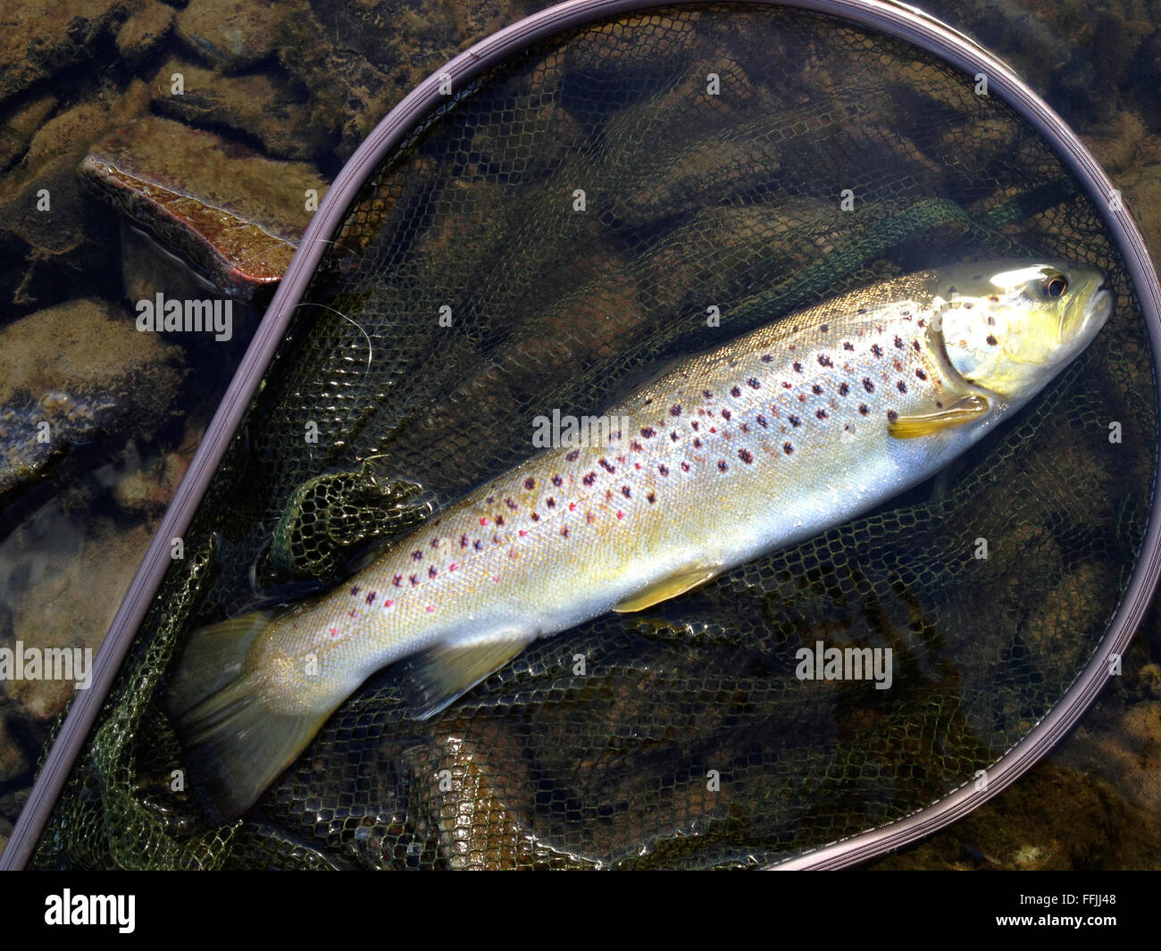 Wild brown trout caught from River Wye while fly fishing at The Warren  Hay-on-Wye Powys Wales UK. The fishery has a rule of catch and release  returning these wild fish to the