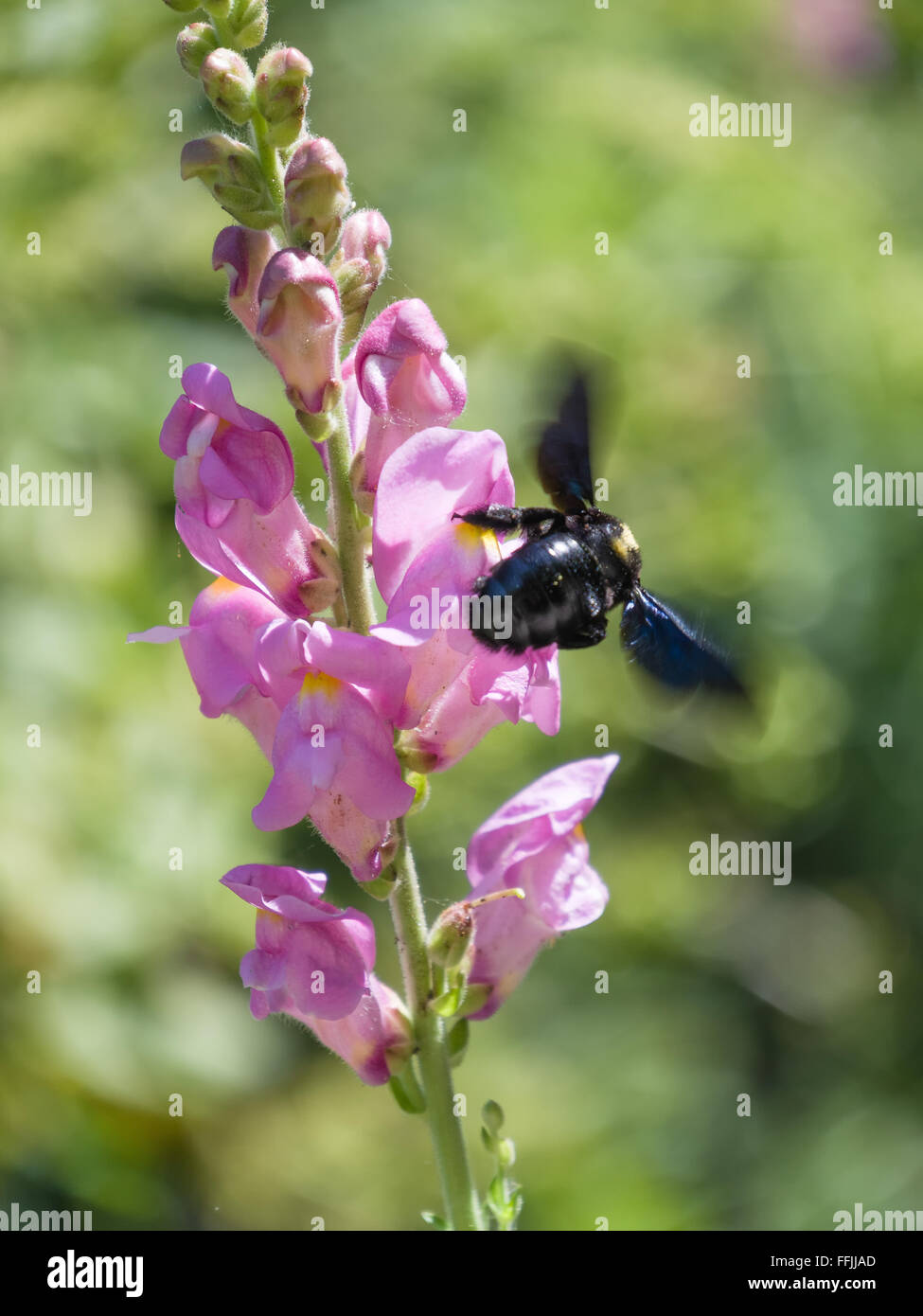 Carpenter Bee (Xylocopa Stock Photo Alamy