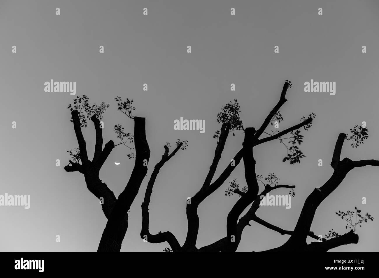 Sky and tree background Black and White Stock Photos & Images - Page 2 -  Alamy