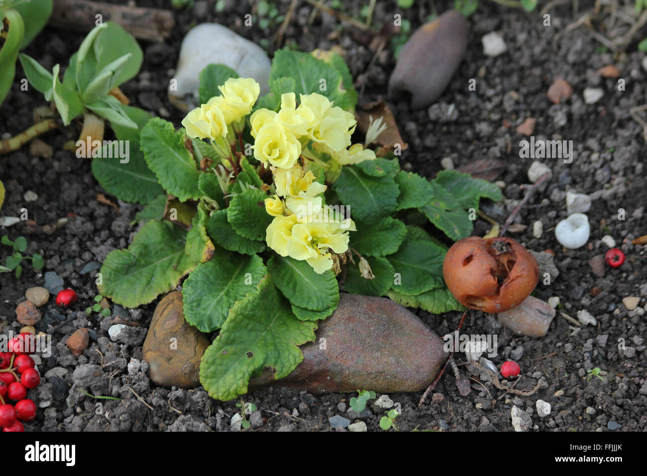 Double primrose (Primula vulgaris) in flower with ironstone pebbles and a rotten apple on chalk soil Stock Photo