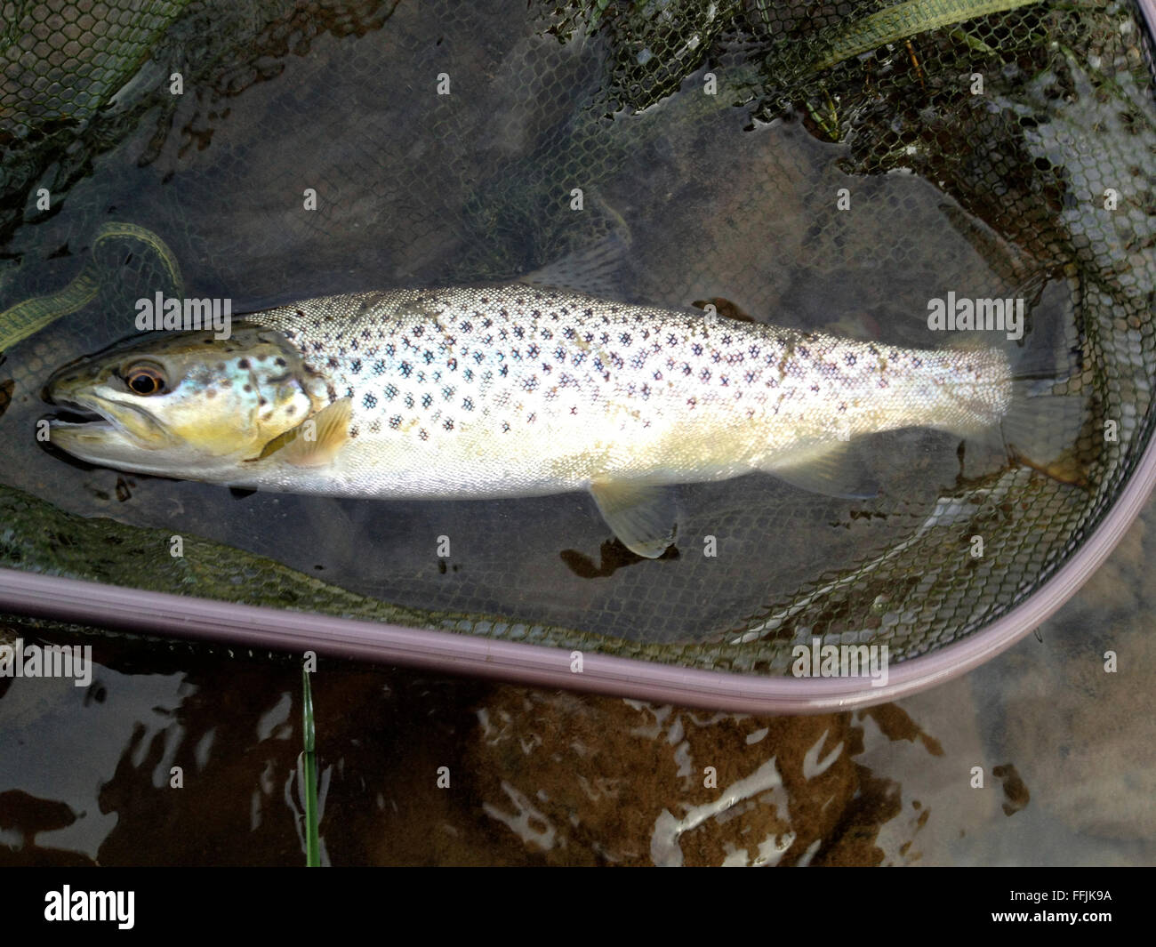 Wild brown trout caught from River Wye while fly fishing at The Warren HayonWye Powys Wales UK