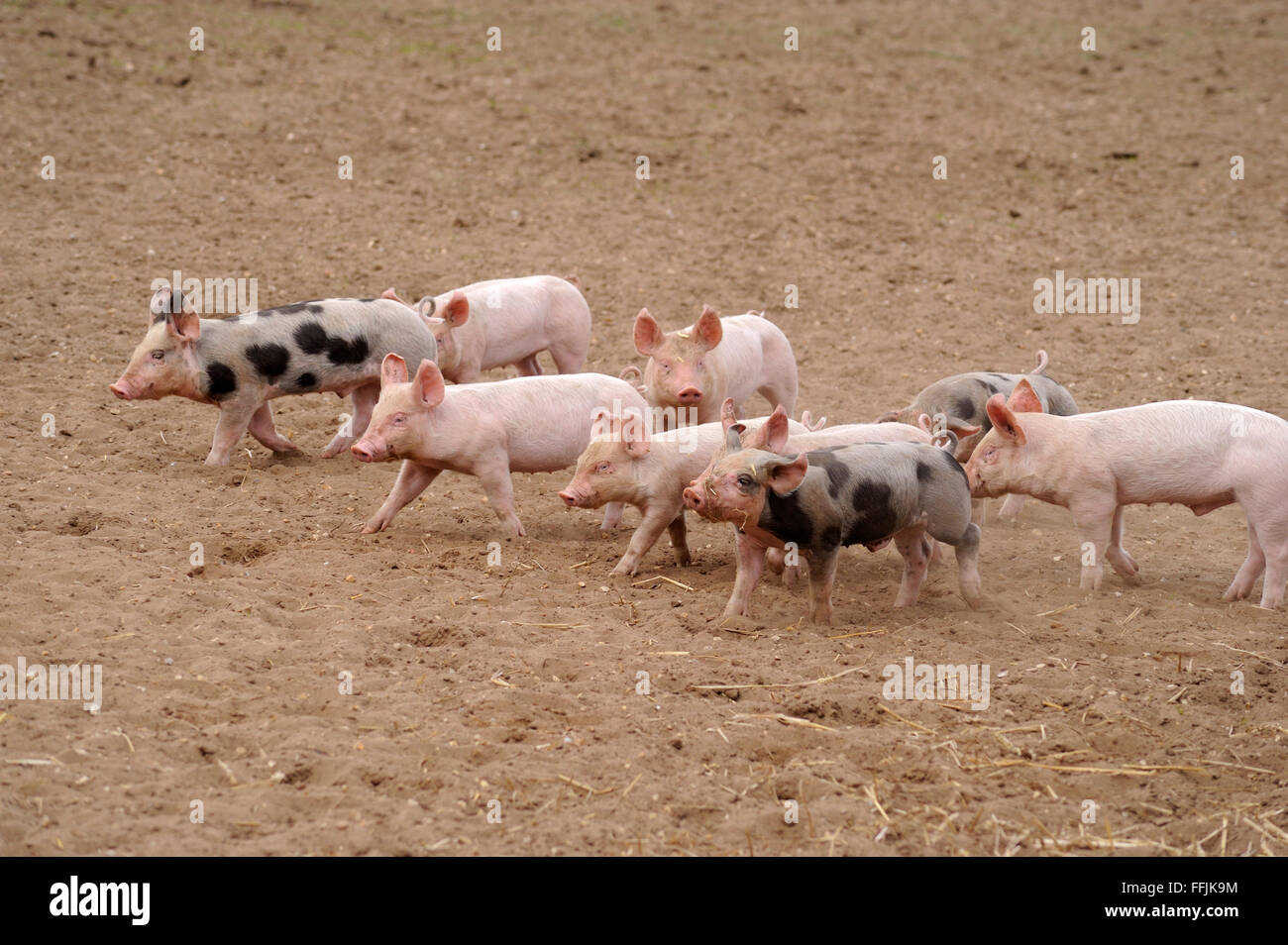 Piglets walking across enclosure on pig farm in Suffolk, April 2012 Stock Photo