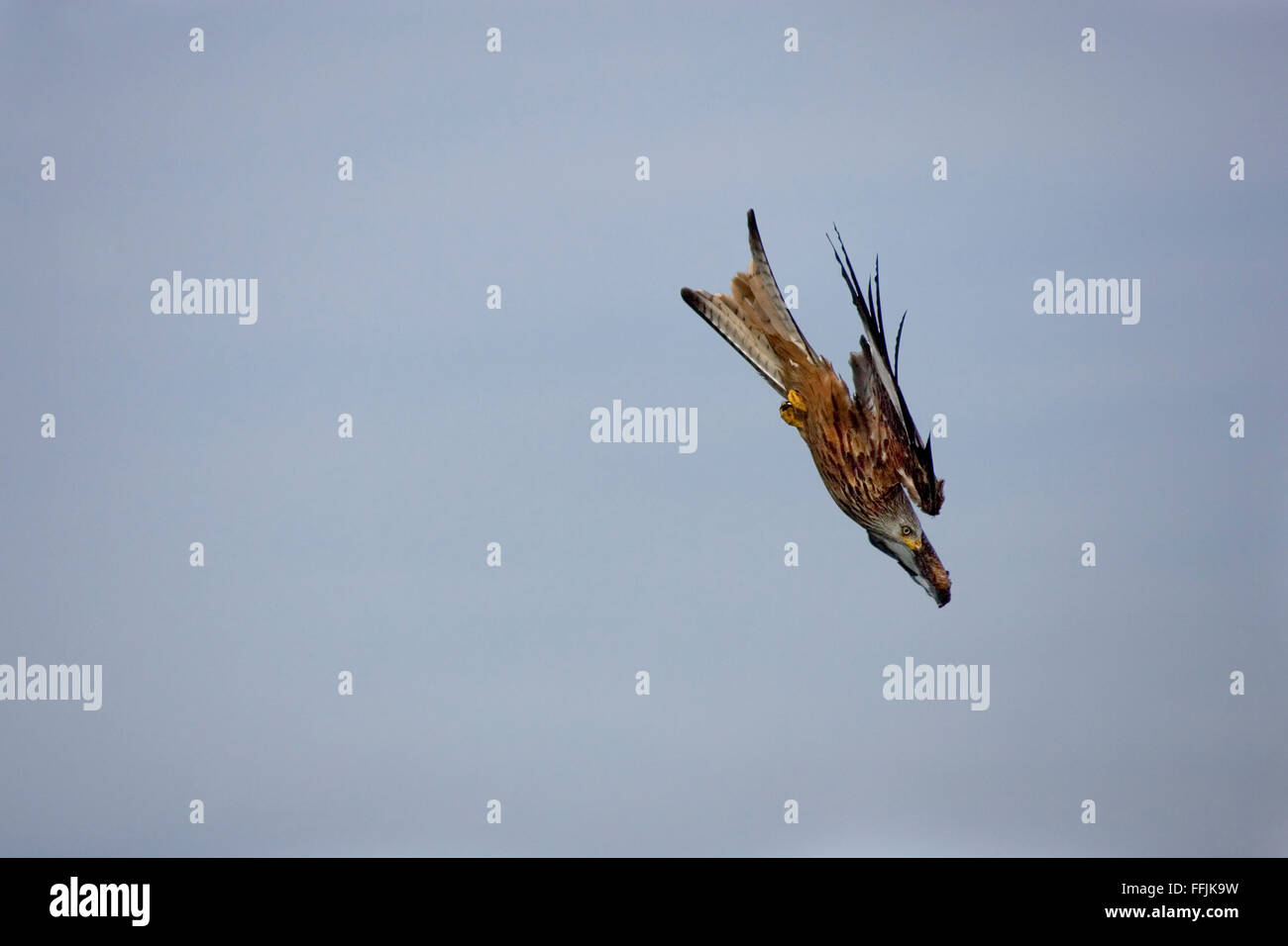Red Kites in flight Stock Photo Alamy