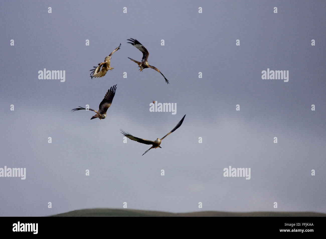 Red Kites in flight Stock Photo Alamy